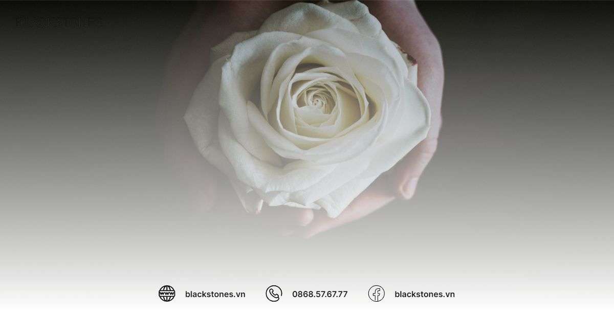 Hoa hồng trắng gửi gắm tình yêu, sự tưởng nhớ còn mãi theo thời gian